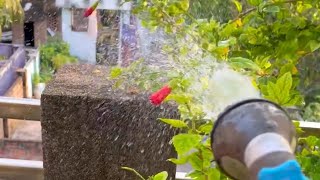 How I Watering My Roof Garden Plants short youtubeshorts roofgarden gardening terracegarden [upl. by Aramas]