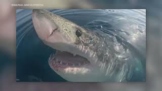 Great white shark comes facetoface with boaters [upl. by Garvy]