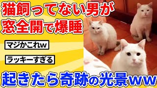 【2ch動物スレ】猫が多い地域で一晩中、窓全開にした結果ｗｗｗｗｗ [upl. by Judd]