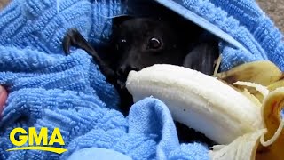 Adorable bat chomps on banana after being rescued l GMA [upl. by Augusta]