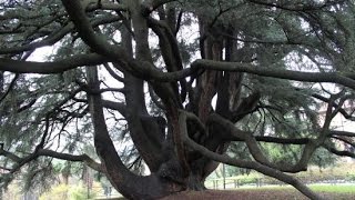 Germinazione Cedro del libano cedrus deodara [upl. by Tutankhamen]