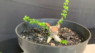 Premna Microphylla Small Bonsai [upl. by Wilda117]