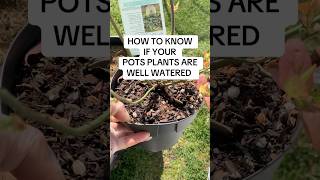 Watering potted plants easywaytowaterpottedplants [upl. by Doug]