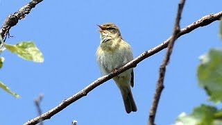 Willow Warbler Singing [upl. by Enialahs578]