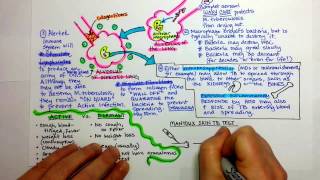 Tuberculosis Pathogenesis [upl. by Enihpled]