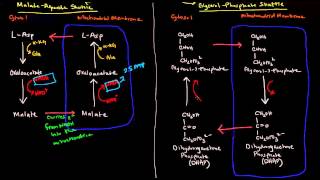 Shuttle Mechanisms MalateAspartate and GlycerolPhosphate [upl. by Dewhurst758]