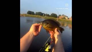 Big panfish shark fishing bassfishing flyfishinglife sportfishing flyfishingaddict fun [upl. by Sivek]