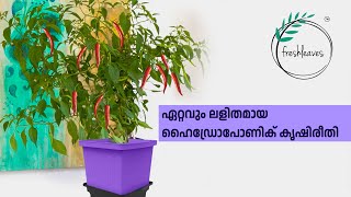 Hydroponic farming using self watering pots  update [upl. by Caughey]