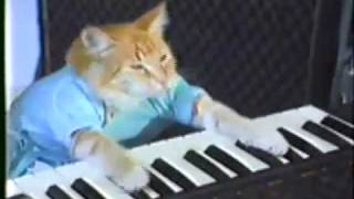 WTF cat piano [upl. by Bard]