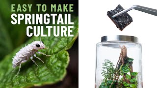 Spring Tail Culture for your Terrarium  Easy Steps [upl. by Kerwin377]