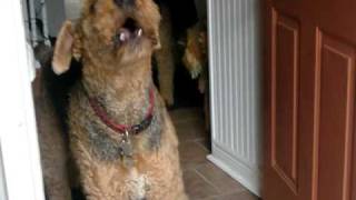 Airedales howling [upl. by Ginny775]