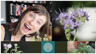 Phacelia Tanacetifolia growingseedingplantingcover crop sequence blooming [upl. by Aserehtairam387]