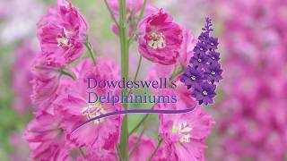 Dowdeswells Delphiniums Tips for getting the best out of your first flowering [upl. by Sidoney877]