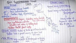 Glossopharyngeal Nerve  9th Cranial Nerve  Part 1  Neuroanatomy [upl. by Hege]