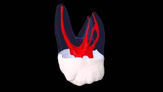 Maxillary Second Molar  Prof Marco Versiani [upl. by Ibok297]