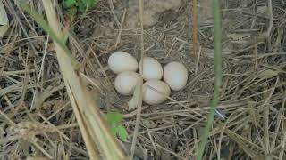 Found peacock secret nest  Peahen nest and eggs  Wildlife Photography behind the scene [upl. by Jola]