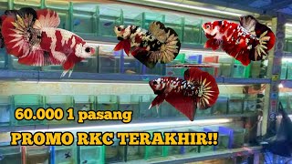 Promo Terakhir RKC pair kualitas di cupangnusantara62 15 orang tercepat🔥🔥 [upl. by Doscher]