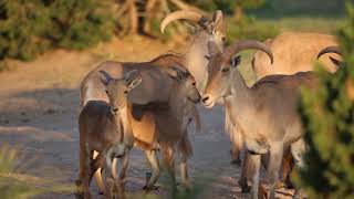 Aoudad for identification [upl. by Sucerdor]