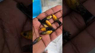 How to survive aquarium fishaquarium fish telugu short [upl. by Lemire]