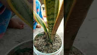 Snake plant cutting ✂️ 🌵garden plants snakeplant [upl. by Laural]