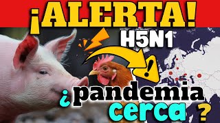 ¡ALERTA GRIPE AVIAR SE EXTIENDE DE MANERA GLOBAL Y AFECTA A CERDOS  ¿PANDEMIA CERCA [upl. by Anasiul312]