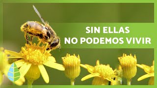 La importancia de las abejas 🐝 ¿Sin ELLAS MORIRÍAMOS ¡DESCÚBRELO [upl. by Odragde]