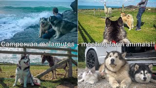 Malamutes meet farmyard animals  Reaction video [upl. by Akeit521]