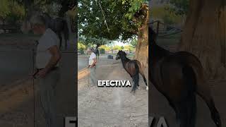 Impresionante Tecnica Para Entrenar Caballos Néstor Portillo [upl. by Ariada458]