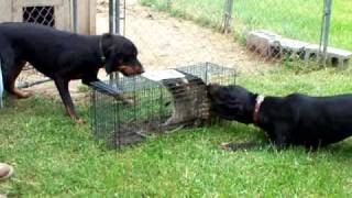 Coon Hounds on a caged Coon [upl. by Merry]