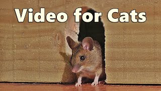 Videos for Cats  Mouse in The House 🐭 A Video for Cats to Watch Mice 🐭 8 HOURS [upl. by Otrebireh]