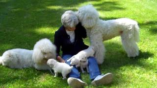 Rabbit her 4 white standard poodle pups born 662010 amp her Mom Dogettemp4 [upl. by Asatan]