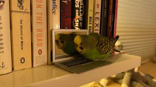 A day in the life of Kiwi and Pixel the Parakeets unedited [upl. by Mcgannon]