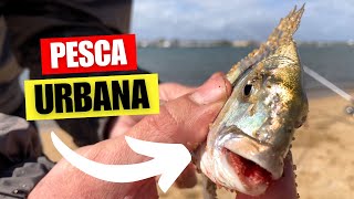 PESCA URBANA con lluvia de DORADAS  Surfcasting [upl. by Ayhtnic475]