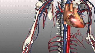 Veins of the body  PART 1  Anatomy Tutorial [upl. by Behre]