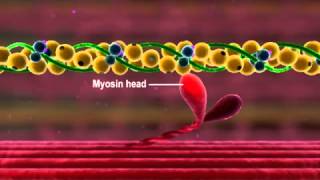 Muscle Contraction Part 3 The Cross Bridge Cycle [upl. by Vinna712]