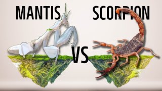 Cowardly mantis vs disco scorpion [upl. by Atinet]