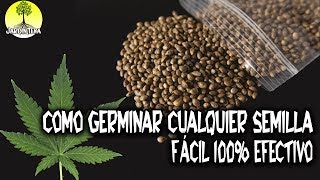 COMO GERMINAR CUALQUIER SEMILLA FÁCIL 100 EFECTIVO [upl. by Ahselaf]