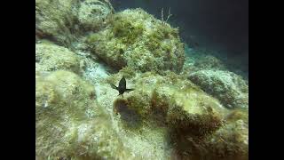 Damselfish Guarding Eggs [upl. by Ivens]