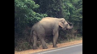 The Wild Elephant in Habarana [upl. by Chill]