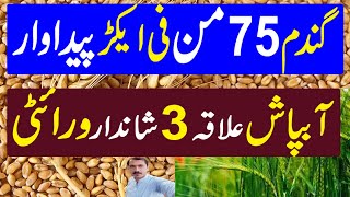 High Yield Production Wheat Variety  Wheat Farming in Pakistan  Kissan Pakistan [upl. by Nylicaj]