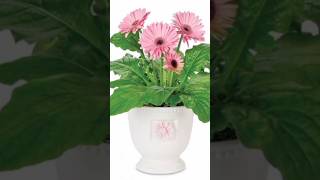 Gerbera daisy growing tips gardeningflowers flowers nature shorts [upl. by Mortensen]