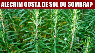 ALECRIM GOSTA DE SOL OU SOMBRA [upl. by Cott]