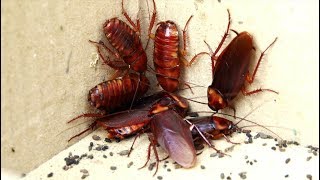 Is a Palmetto Bug Really Just a Cockroach [upl. by Furtek14]