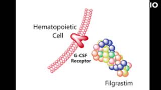 filgrastim uses and mode of action [upl. by Ducan]