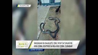 Regional TV News Magsasaka patay sa tuklaw ng king cobra [upl. by Gregorio]