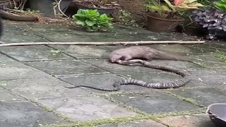 Snake  Cobra  vs Mongoose Real Fight  Animal Fight  snake vs mongoose  Real video [upl. by Mirabella]