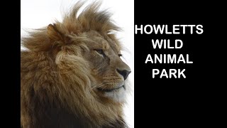 A Day Trip to Howletts Wild Animal Park [upl. by Anedal]