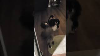 MY 3 DOGS 1ALMOST BEDTIME pintobeans puppy cute [upl. by Jenesia]