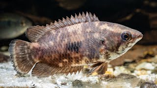 Mottled Bushfish Ctenopoma weeksii [upl. by Hephzipa123]