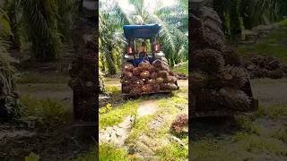 palm oils fruit loading পাম ফল লোডিং shorts vrialshort [upl. by Fennessy]